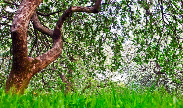 Piękny kwitnący dekoracyjne białe jabłko i owoce drzew nad błękitnym niebem w kolorowe, żywe wiosna parku zielona trawa przez świt początku światła pierwsze promienie słońca, bajki serca natury — Zdjęcie stockowe