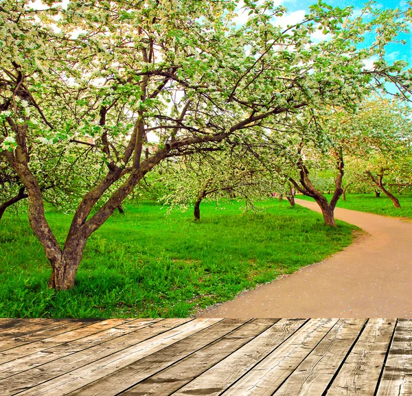 Beautiful blooming of decorative white apple and fruit trees over bright blue sky in colorful vivid spring park full of green grass by dawn early light with first sun rays, fairy heart of nature — Stock Photo, Image