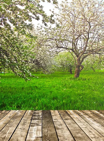 Beautiful blooming of decorative white apple and fruit trees over bright blue sky in colorful vivid spring park full of green grass by dawn early light with first sun rays, fairy heart of nature — Stock Photo, Image