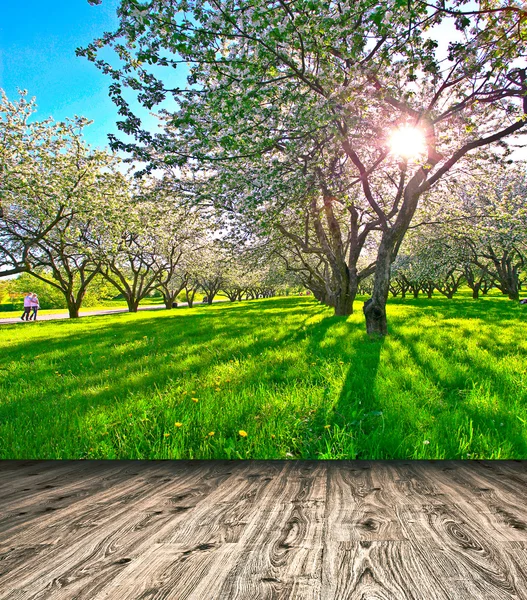 Mooie bloeiende van decoratieve witte appel en fruitbomen over heldere blauwe hemel in kleurrijke levendige voorjaar park vol met groen gras door vroege licht van de dageraad met eerste stralen van de zon, fairy hart van de natuur — Stockfoto