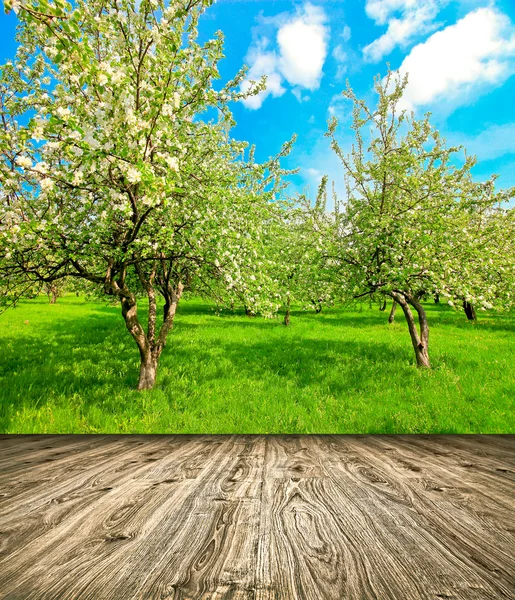 Beautiful blooming of decorative white apple and fruit trees over bright blue sky in colorful vivid spring park full of green grass by dawn early light with first sun rays, fairy heart of nature — Stock Photo, Image