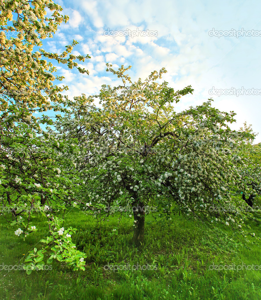 Bella fioritura del decorativi bianchi apple e alberi da frutto sul cielo blu luminoso in parco primavera vivido colorato pieno di erba verde di luce