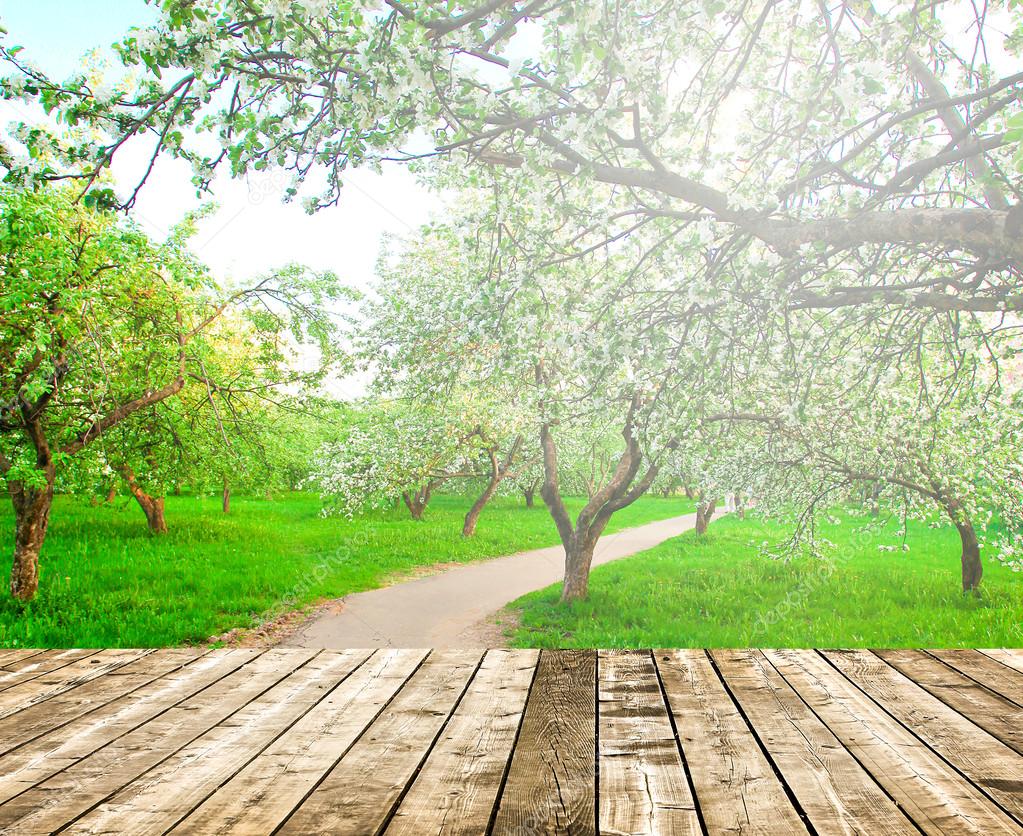 bella fioritura del decorativi bianchi apple e alberi da frutto sul cielo blu luminoso in parco primavera vivido colorato pieno di erba verde di luce