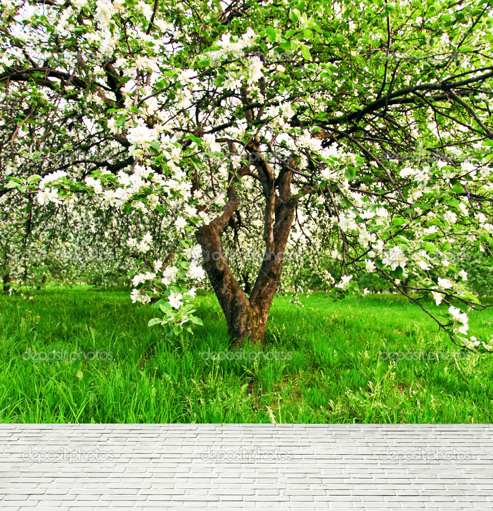 Bella fioritura del decorativi bianchi apple e alberi da frutto sul cielo blu luminoso in parco primavera vivido colorato pieno di erba verde di luce