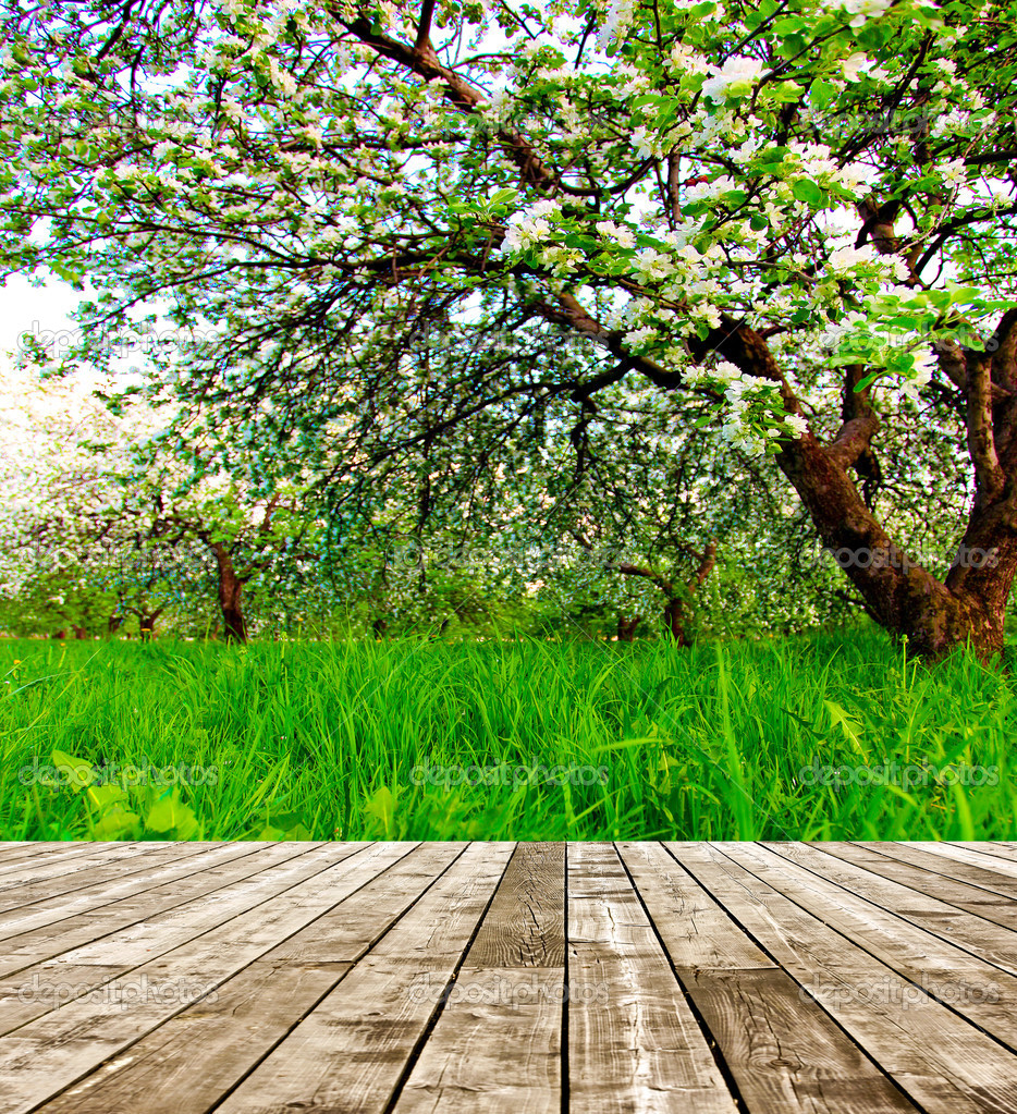 bella fioritura del decorativi bianchi apple e alberi da frutto sul cielo blu luminoso in parco primavera vivido colorato pieno di erba verde di luce