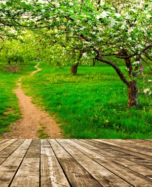 güzel Şafak sökerken mavi gökyüzünde parlak renkli canlı Bahar park yeşil çim tam üzerinde dekoratif beyaz elma ve meyve ağaçlarının Çiçeklenme erken ışık ile ilk güneş ışınları, doğanın kalbinde peri
