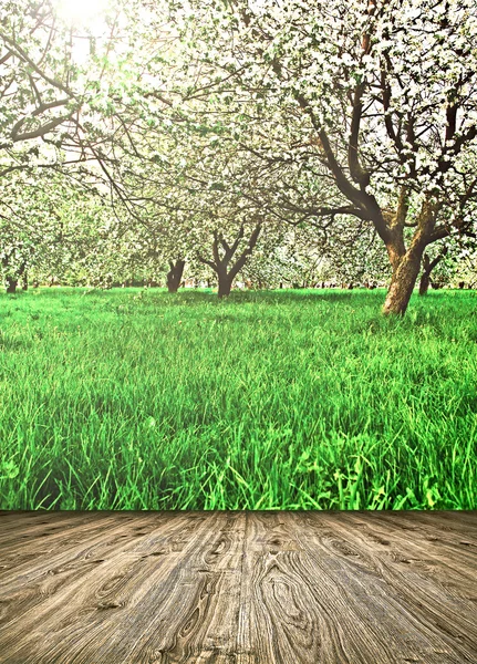 Szép virágzó dekoratív, fehér apple és gyümölcsfák színes élénk tavaszi park tele van zöld fű-ragyogó kék ég alatt a dawn korai fény a nap első sugarai, tündér a természet szívében — Stock Fotó