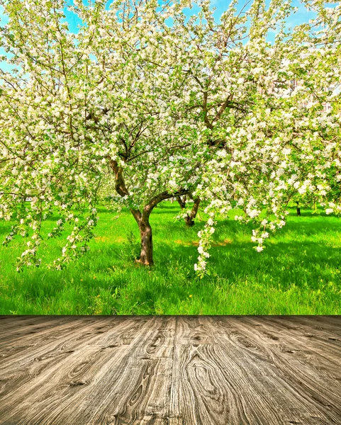 Bella fioritura di decorativi meli bianchi e alberi da frutto sopra il cielo blu brillante nel colorato vivido parco primaverile pieno di erba verde entro l'alba luce precoce con i primi raggi del sole, cuore fatato della natura — Foto Stock