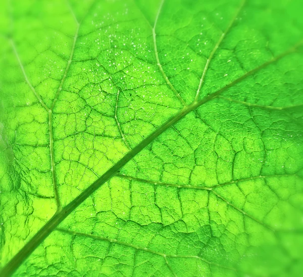 Primo piano texture foglia verde — Foto Stock