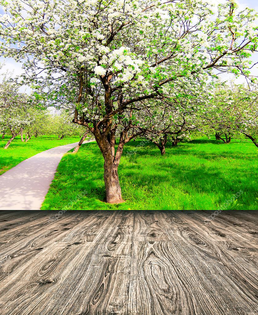 bella fioritura del decorativi bianchi apple e alberi da frutto sul cielo blu luminoso in parco primavera vivido colorato pieno di erba verde di luce