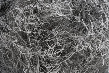 karla kaplı yoğun dalları