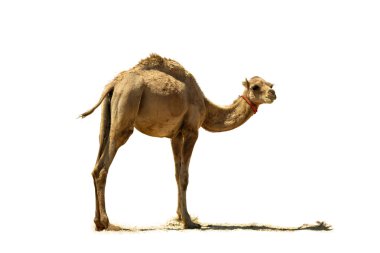 Baby camel.