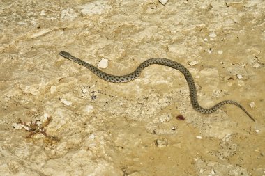 Hazar kırbaç yılanı.