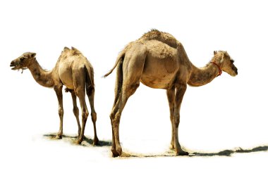 Baby camel.