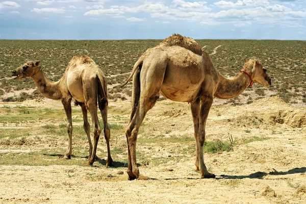 Kleine kamelen. — Stockfoto