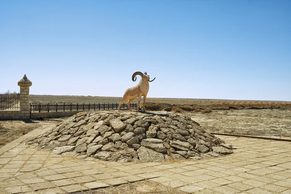 Mountain schapen. — Stockfoto