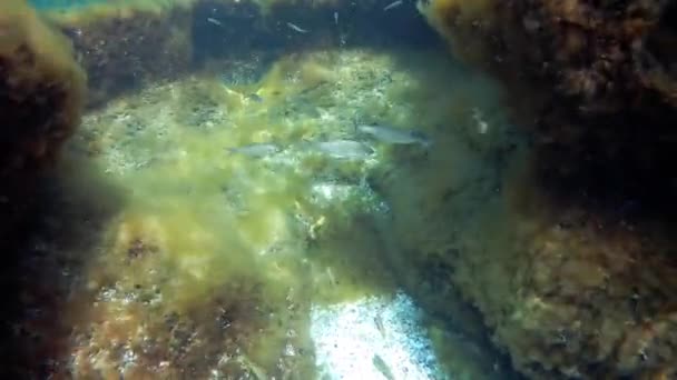 Fiskflocken Kaspiska Havet Månad Juli 2021 — Stockvideo