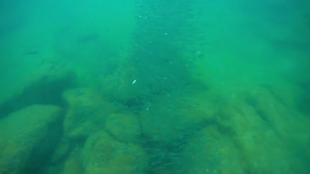 里海的一群鱼 2021年6月 — 图库视频影像