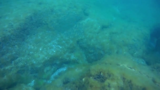 里海的一群鱼 2021年6月 — 图库视频影像