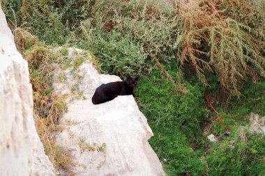 Kıyıdaki kayalıklarda başıboş bir kedi. Hazar Denizi 'nin kayalık kıyısı. Kazakistan. Mangistau bölgesi. 16 Temmuz 2019.