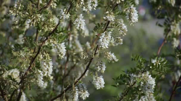 Acacia Tree Bloom Month May — Wideo stockowe