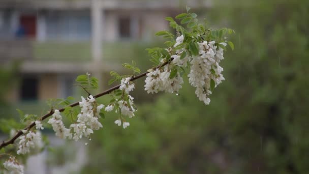 Árbol Acacia Flor Mes Mayo Clima Lluvioso — Vídeos de Stock