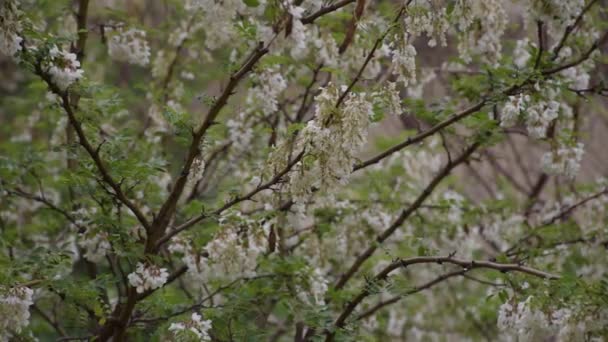 Drzewo Akacjowe Rozkwicie Miesiąc Maj — Wideo stockowe