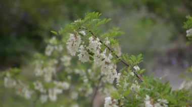 Akasya ağacı çiçek açtı. Mayıs ayı..