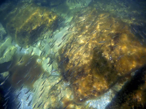 Hazar Denizi Nde Balık Sürüsü Hamamböceği Iğnesi Hazar Denizi Haziran — Stok fotoğraf