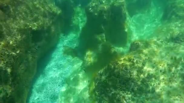 Sebotol Anggur Bawah Air Laut Kaspia Bulan Juni Bawah Air — Stok Video