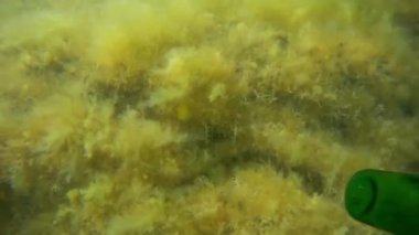 Suyun altında bir şişe şarap. Hazar Denizi. Haziranda. Suyun altında. 17 Ağustos 2022.