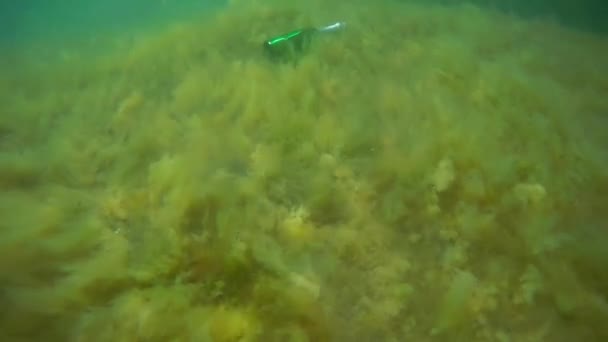 Bouteille Vin Sous Eau Mer Caspienne Mois Juin Sous Eau — Video