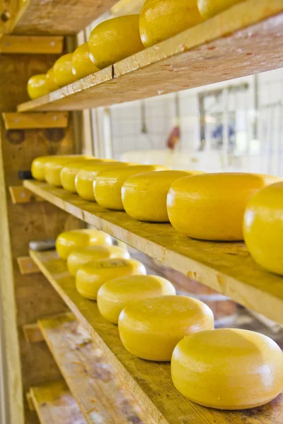 Many cheeses — Stock Photo, Image