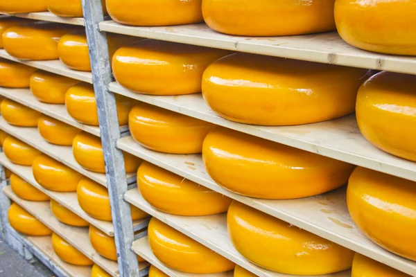 Many Dutch cheeses — Stock Photo, Image