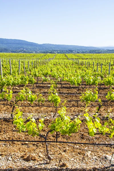 Weinberg in der Provence — Stockfoto