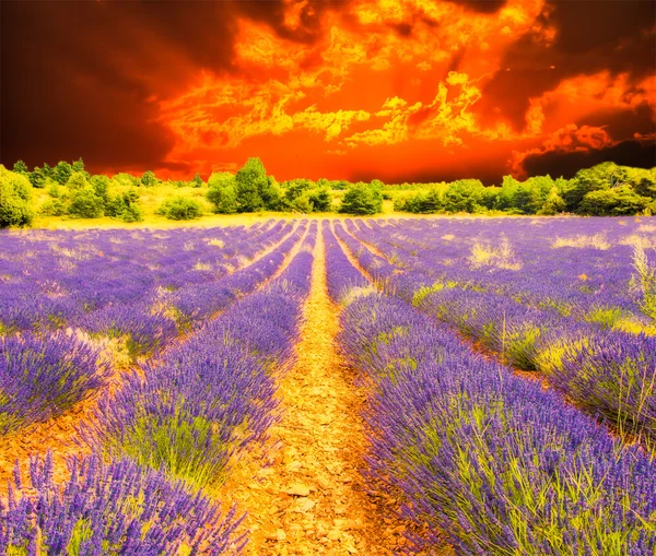 Lavendel fält och solnedgång — Stockfoto