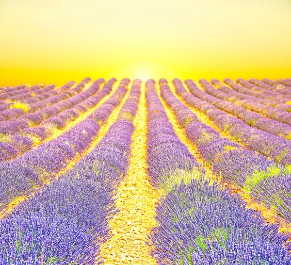 Zonsopgang in een Lavendel veld — Stockfoto