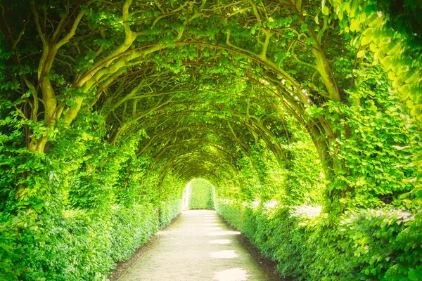 Tuin met bomen en licht — Stockfoto