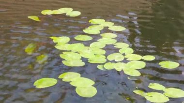 Zambak yastıkları Gölde yüzen