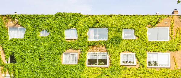 Ekologisk byggnad med väggen full av växter — Stockfoto