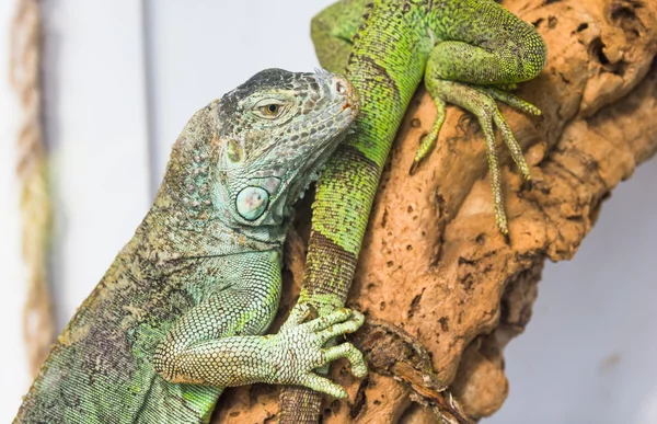 Iguana verde — Foto Stock