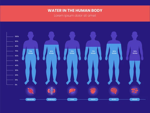 Differenza Percentuale Acqua Nel Corpo Umano Infografica Sfondo Rosso Blu — Vettoriale Stock