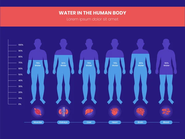 Différence Pourcentage Eau Dans Corps Humain Infographie Sur Fond Rouge — Image vectorielle