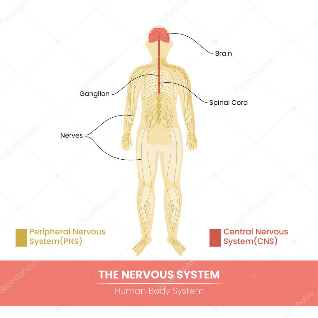 Main Components Of The Human Nervous System On White Background.