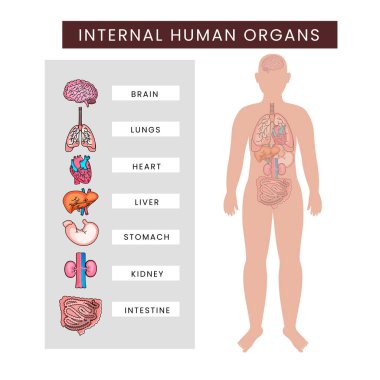 Beyaz Arkaplan Karşıtı İnsan Vücut İç Organı Bilgileri.