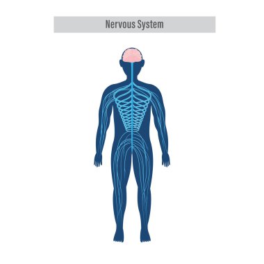 Beyaz Arkaplanda Sinir Sistemi Diyagramı veya Anatomisi.