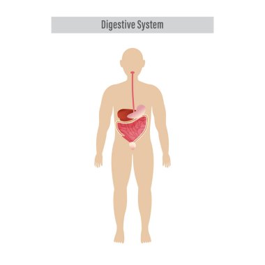 Beyaz Arkaplanda İnsan Sindirim Organlarının Anatomisi.