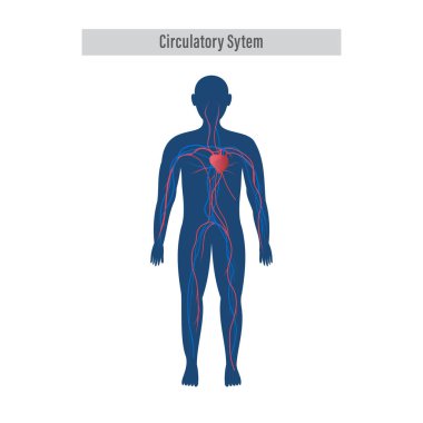 Anatomy Of The Human Circulatory Organ System On White Background.