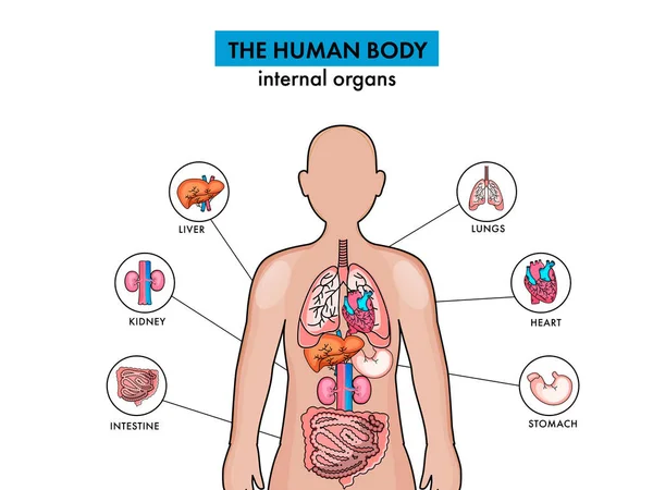 Nsan Vücudunun Anatomisi Beyaz Arkaplanda Organlar — Stok Vektör