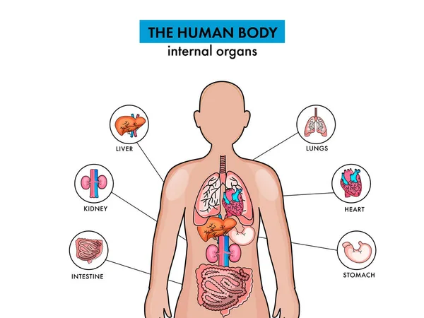 Anatomie Vnitřních Orgánů Lidského Těla Bílém Pozadí — Stockový vektor